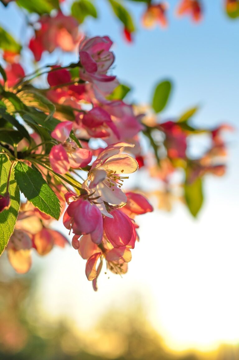 flower, light, tree blossom-1354974.jpg